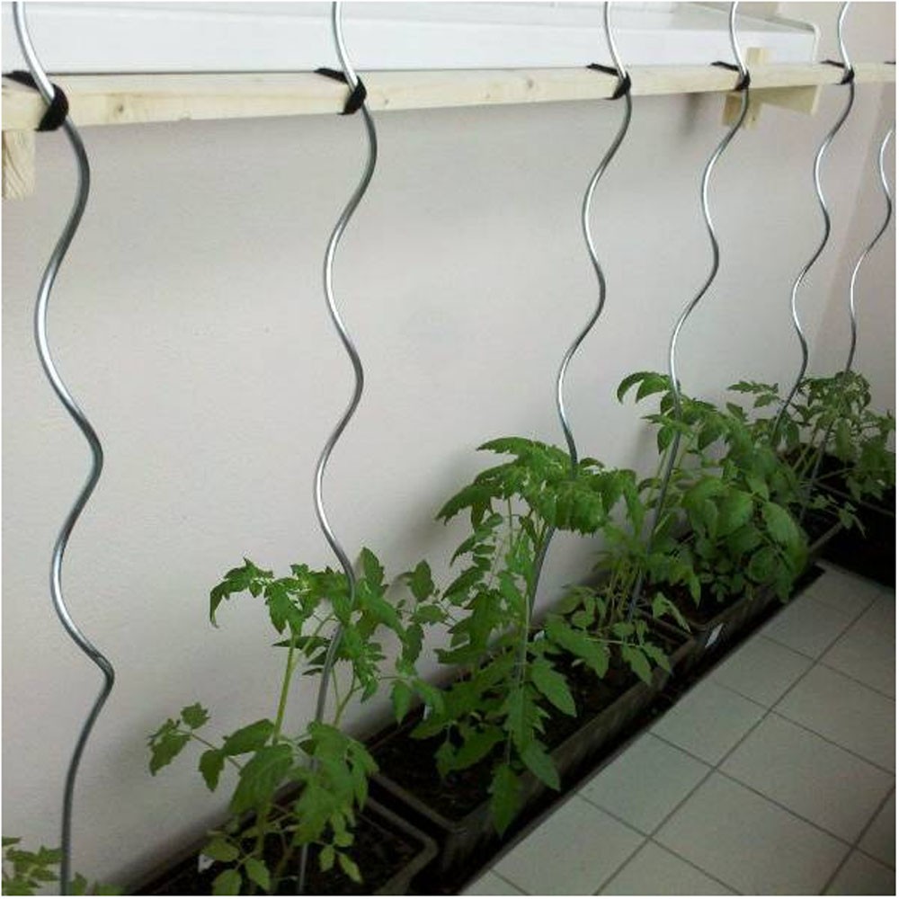 1800mm length Electro galvanized sprial tomato plant support wire 6mm