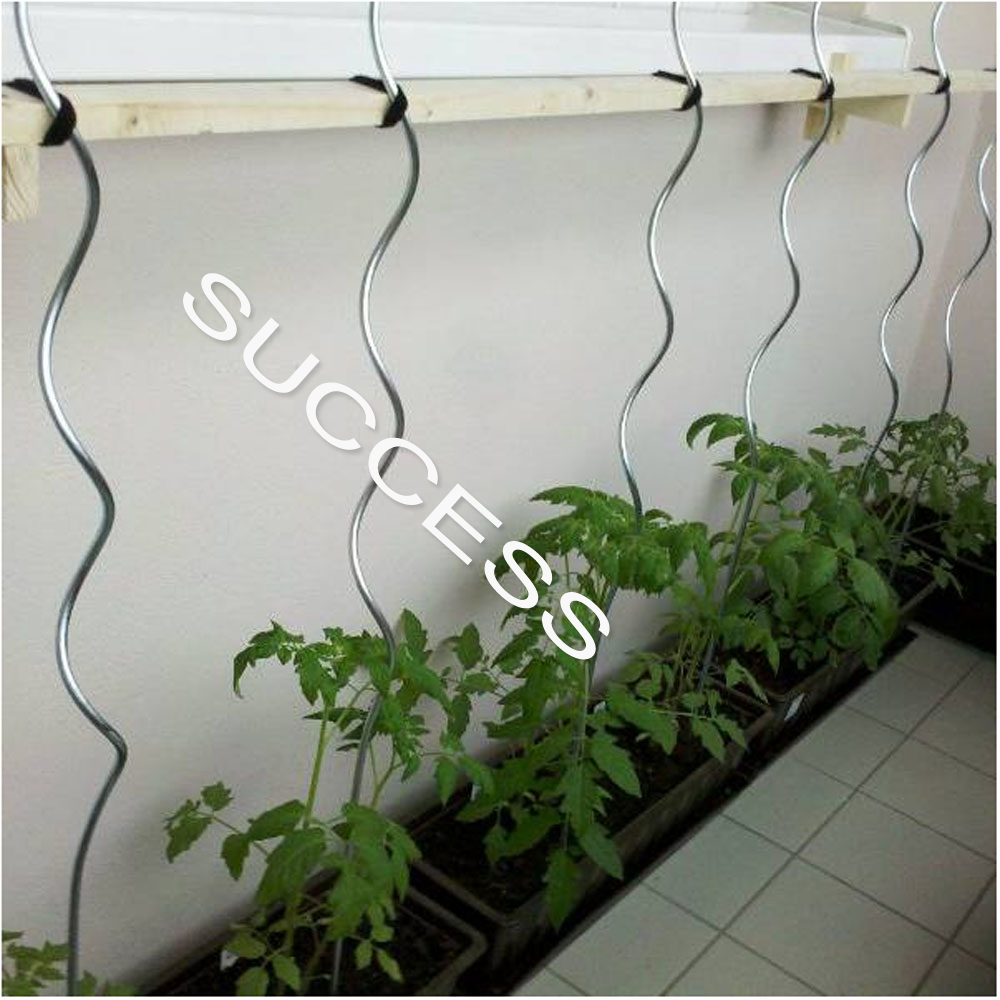 1800mm length Electro galvanized sprial tomato plant support wire